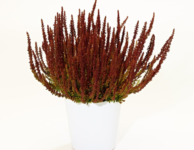 Calluna vulgaris ´Zorina´