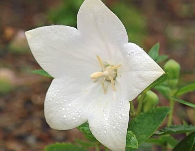 Arbore balon Aster White