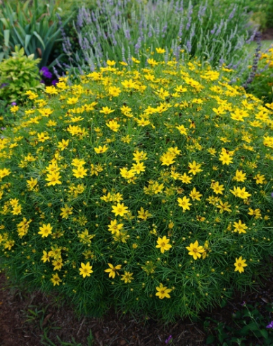 Coreopsis verticillata´Grandiflora´
