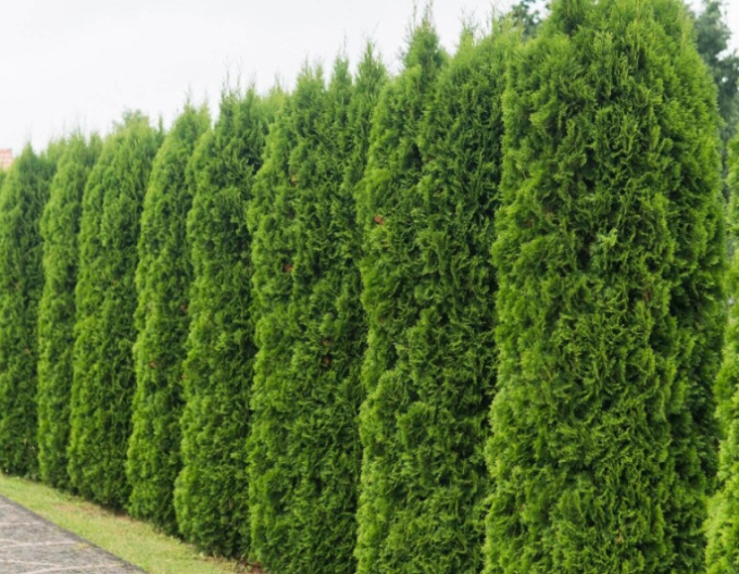 Tuja Emerald 180cm