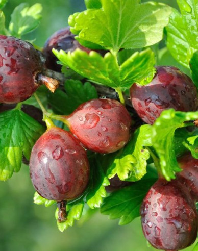 Agriș ´Niesluchowski´ puiet, 2l