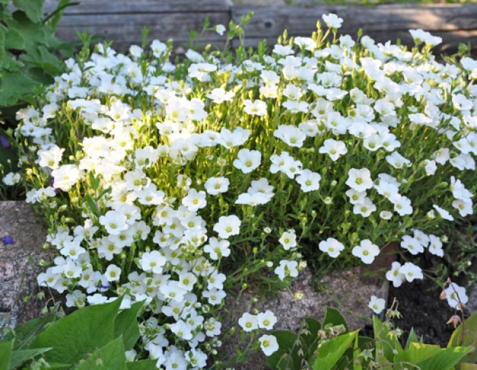 Arenaria ´Blizzard Compact´