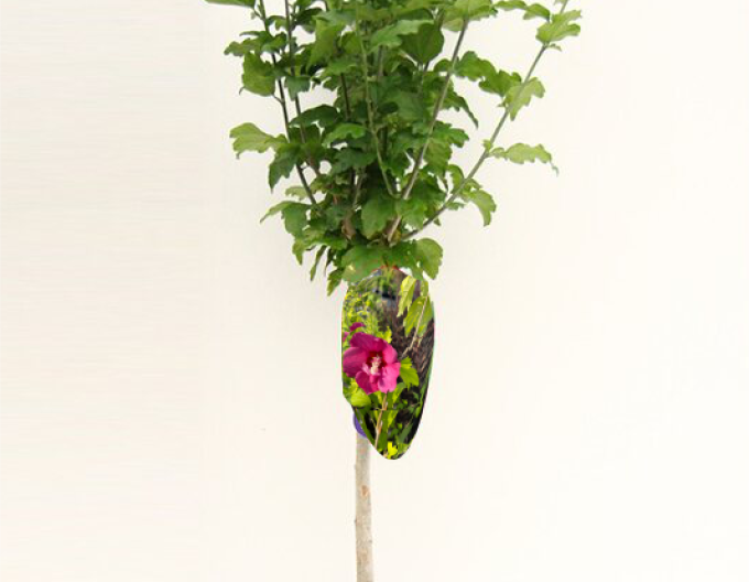 Ibis Flower Tower Gandini van Aart Ruby copac