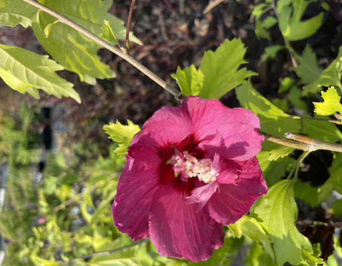 Ibis Flower Tower Gandini van Aart Ruby copac