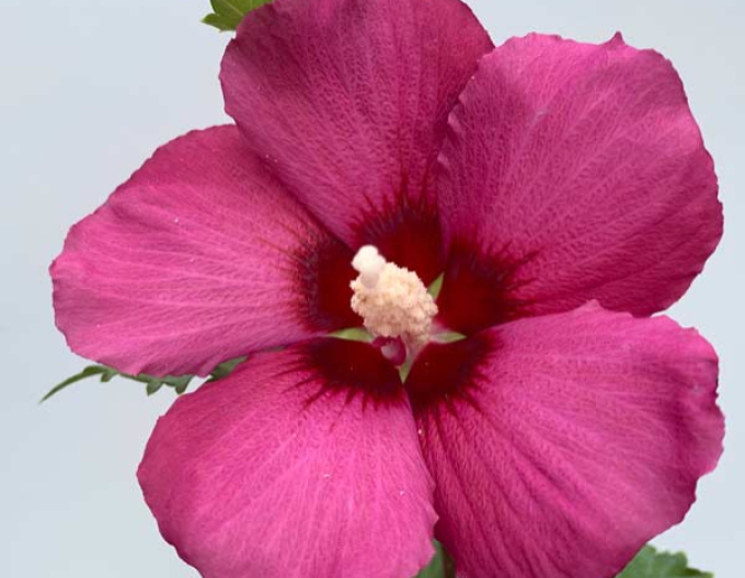 Ibis Flower Tower Gandini van Aart Ruby copac