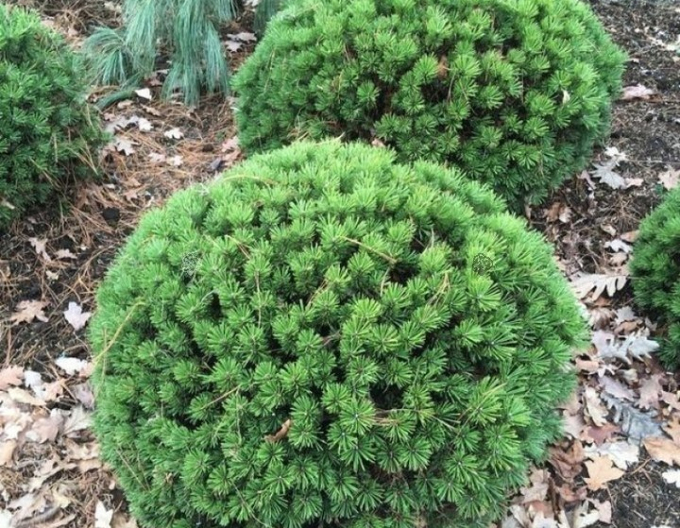 Pin de munte ´Benjamin´