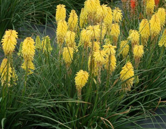 Kniphofia Minister Verschuur