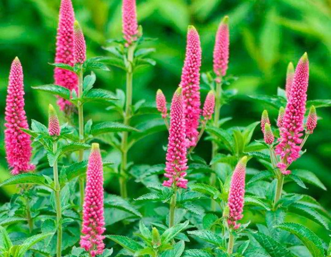Veronica cobia ´Pink´