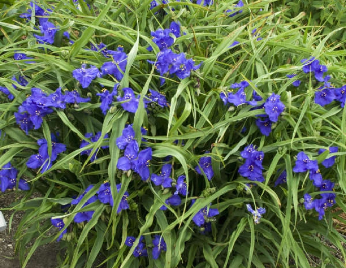Tradeskancia ’Zwanenburg Blue’