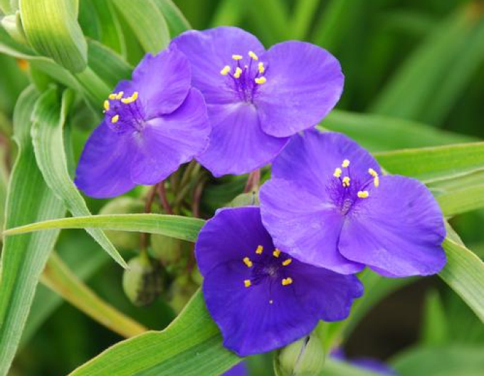 Tradeskancia Zwanenburg Blue
