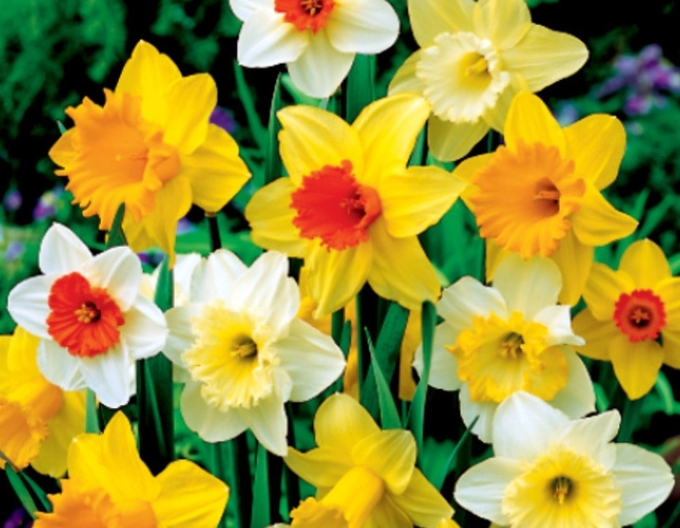 Narcisă tubulară ´Mix´