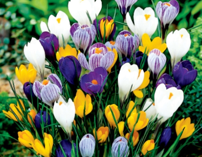 Brăndușă botanică ´Mix´