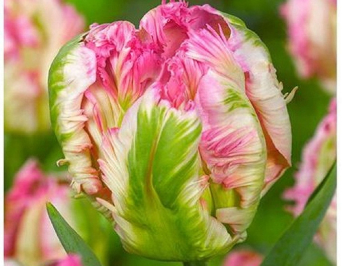 Lalea verde (Viridiflora) ´Green Wave´