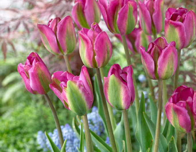 Lalea (Viridiflora) ´Nightrider´
