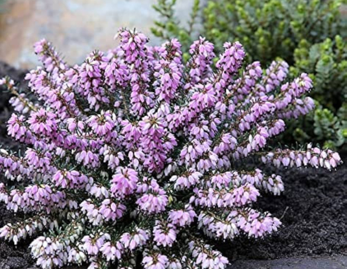 Iarbă neagră„erica„ "Columbia