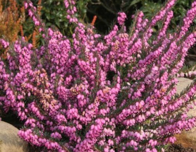 Iarbă neagră„erica„ Rubina