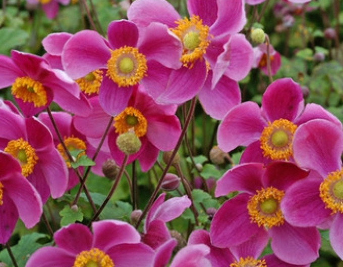 Anemonă japoneză ´Prinz Heinrich´