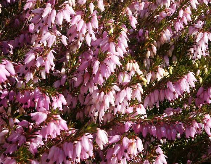 Iarbă neagră„erica„ "Winter Surprise