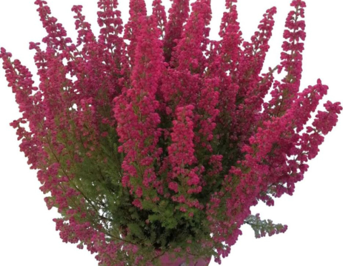 Iarbă neagră „erica nobilă