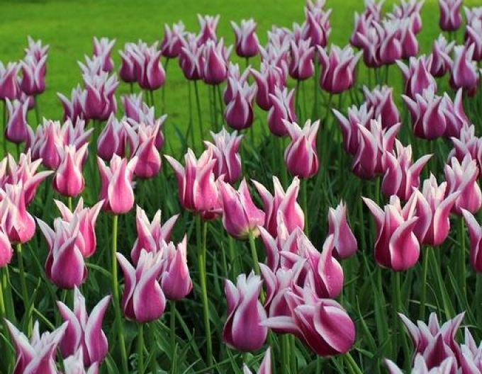 Tulip floarea de crin Claudia