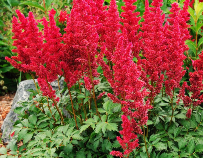 Astilbe  Montgomery