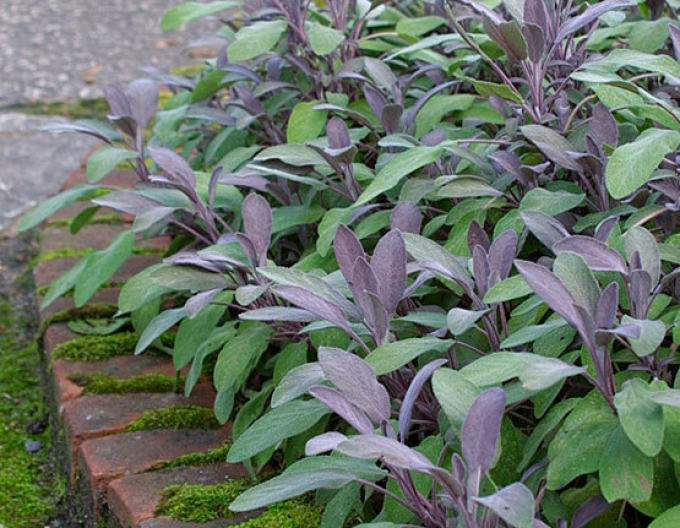 Salvie "Purpurascens