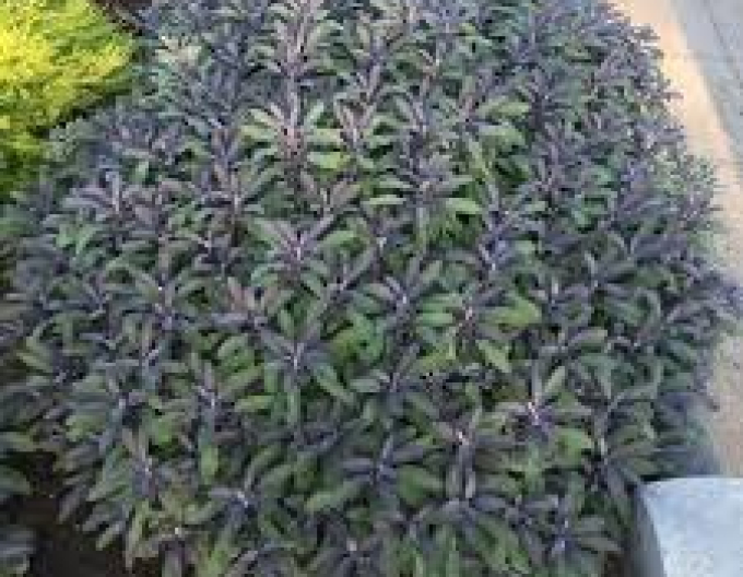 Salvie "Purpurascens