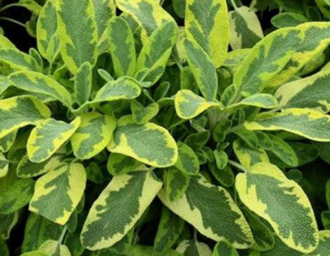 Salvie Icterina