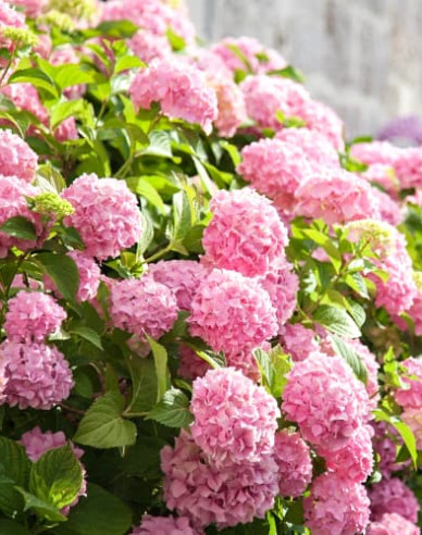 Hydrangea macrophylla Bouquet Rose