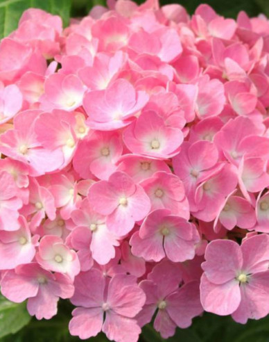 Hydrangea macrophylla Bouquet Rose