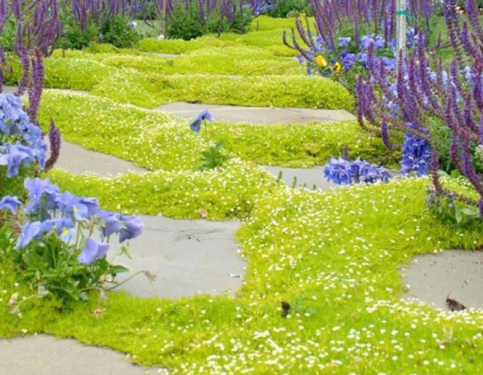 Lime Moss´