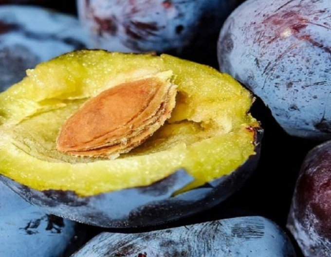 Prun Bystrica muscata toamnă