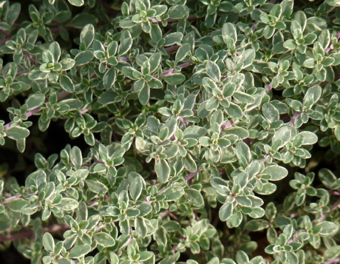 Cimbru de lămâie ´Silver Queen´