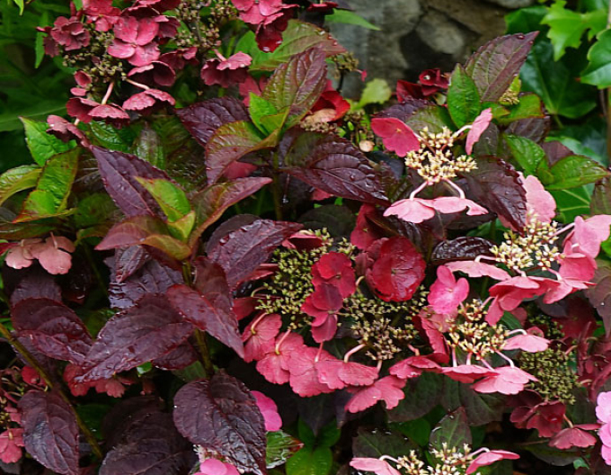 Hortensia "Frunze de catifea
