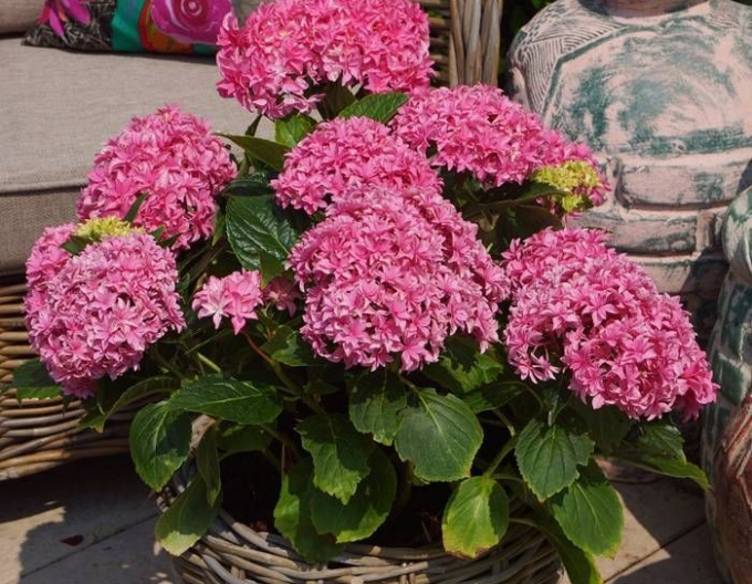 Hortensia cu frunze late