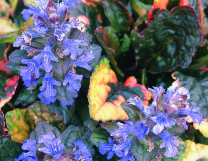 Ajuga reptans ’Rainbow’