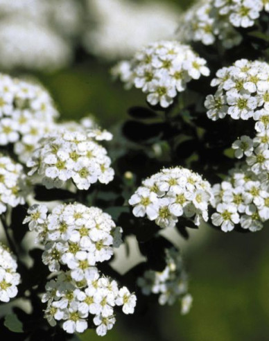 Spirea japonica ´Snowmound´