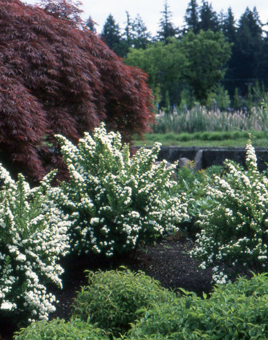 Spirea japonica ´Snowmound´
