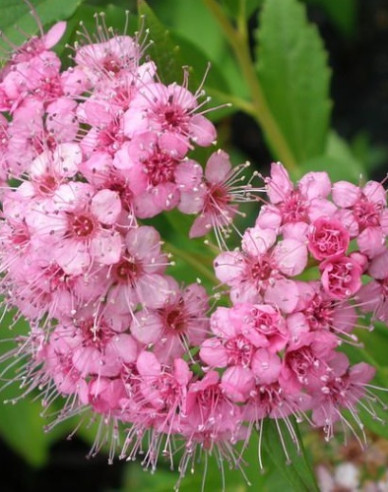 Spirea bumalda  Atrorosea