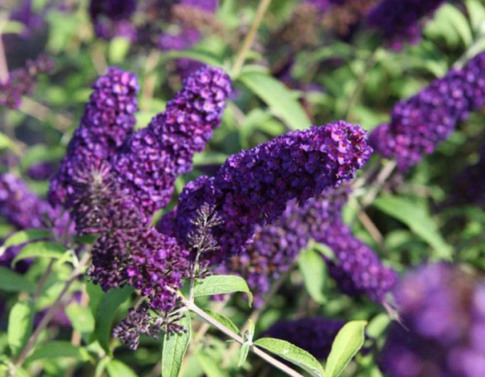 Budleia davidii Magda´Gold Knight´