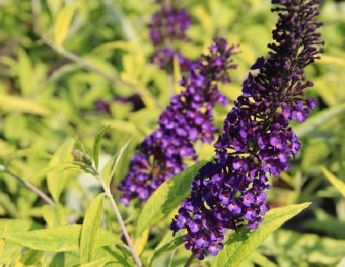Budleia davidii Magda´Gold Knight´