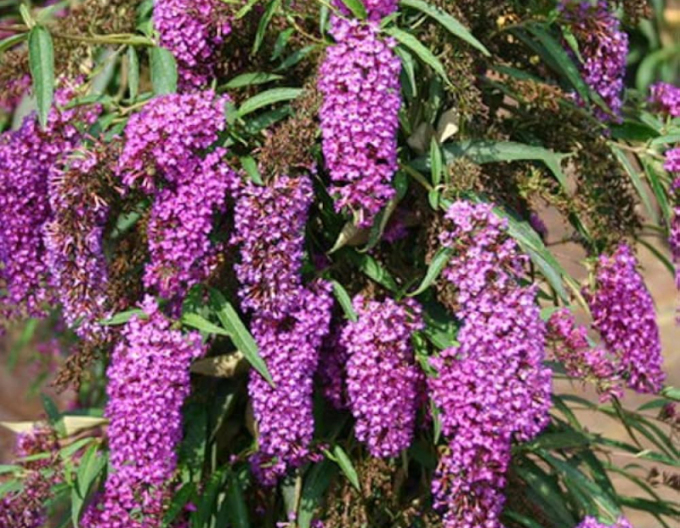Budleia´Nanho Purple´
