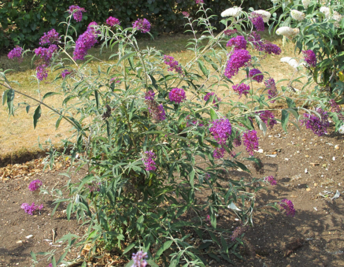 Budleia´Nanho Purple´