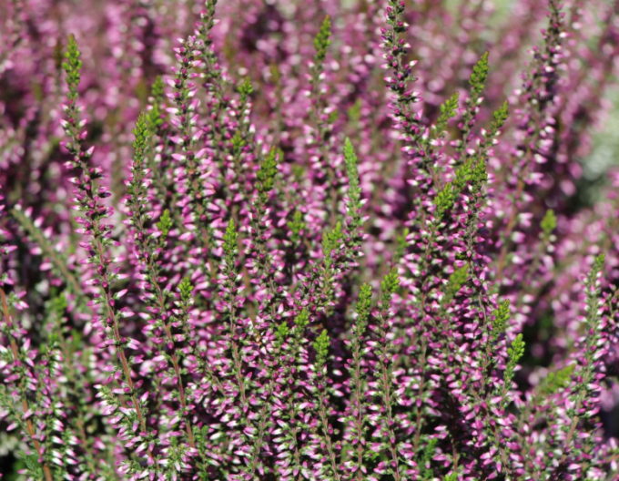 Iarbă neagră„erica„ "Freya