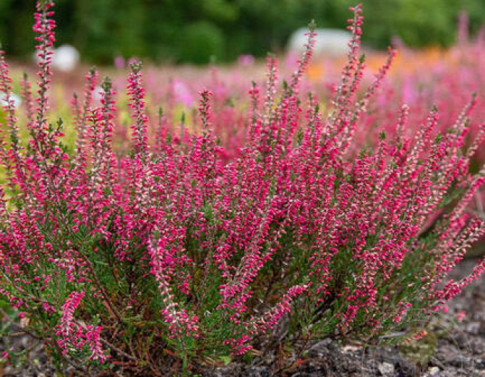 Iarbă neagră„erica„"Selma