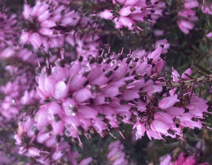 Iarbă neagră„erica„ Furzey