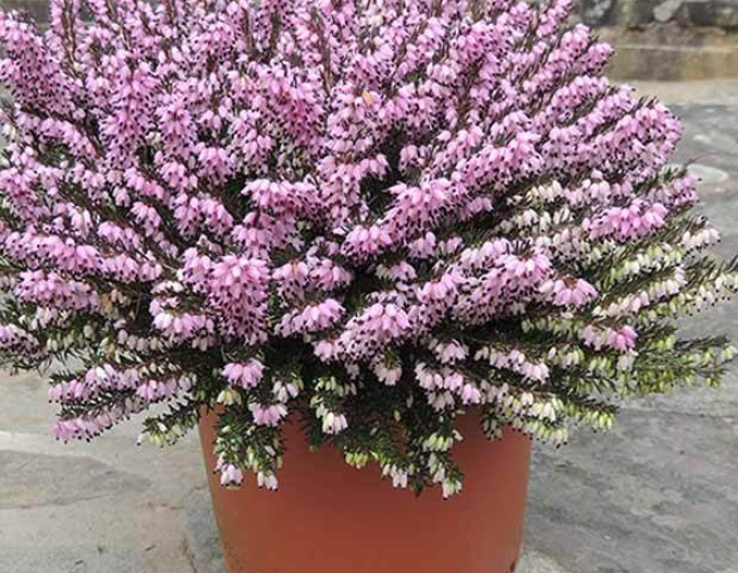 Iarbă neagră„erica„ Furzey