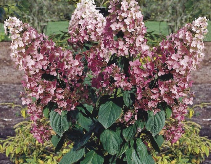 Hortensia Diamant-roz
