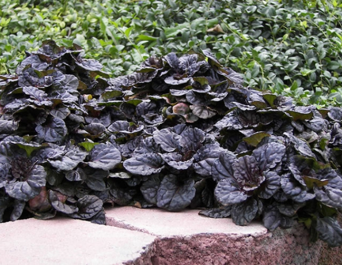 Malva târâtoare "Mahagony
