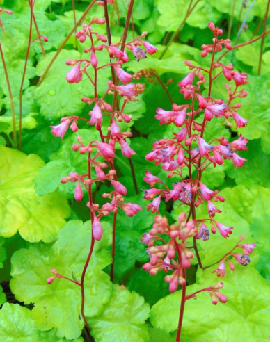 Heuchera ´Little Cutie Sweet Tart´
